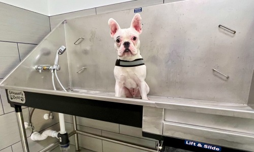 Pet Amenities Cover Image